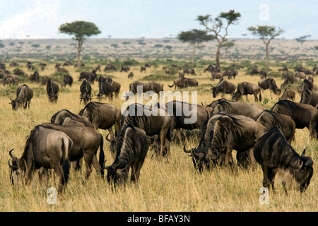 Mandria di gnu - Masai Mara riserva nazionale, Kenya Foto Stock