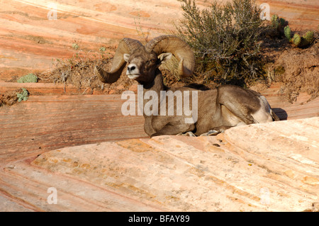 Foto di stock di un grande deserto bighorn ram in appoggio sul slickrock, Parco Nazionale Zion, Utah. Foto Stock