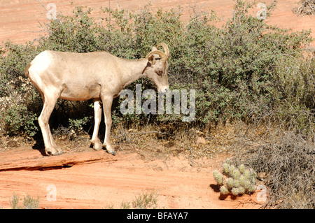 Foto di stock di un deserto bighorn pecora navigando su un arbusto, Parco Nazionale Zion, Utah. Foto Stock