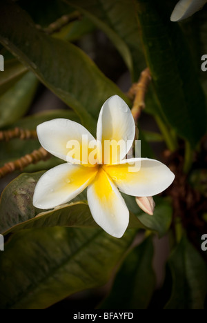 White Plumeria prese solo dopo una doccia a pioggia in Maui Hawaii Foto Stock