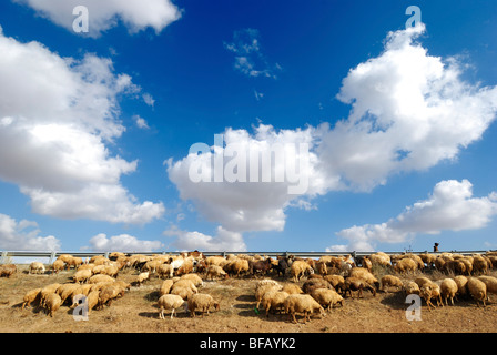 Israele nel deserto del Negev, Beduino pastore e il suo gregge di pecore Foto Stock