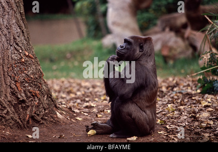 Gorilla lo Zoo di Melbourne Foto Stock