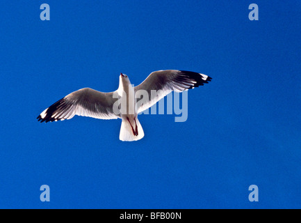 Seagull in volo Foto Stock