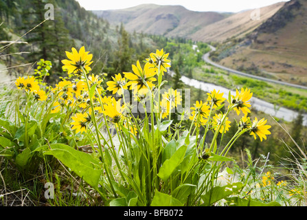 Balsamroot fiori che crescono nel Tieton River Canyon, Eastern Washington, Stati Uniti d'America. Foto Stock