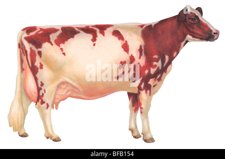 Mucca dell'Ayrshire Foto Stock