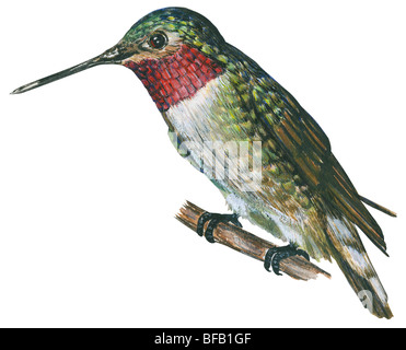 Ampia-tailed hummingbird Foto Stock