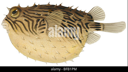 Striped burrfish Foto Stock