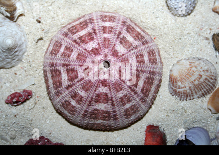 Prova colorata di morti Alfonso Sea Urchin Toxopneustes pileolus su Jambiani Beach, Zanzibar Foto Stock