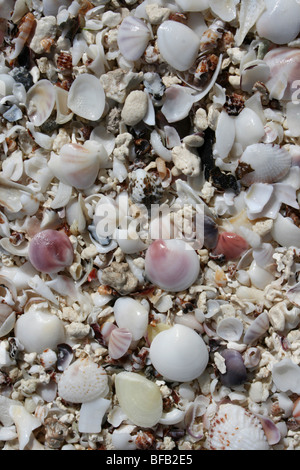 Conchiglie sulla spiaggia di Jambiani, Tanzania Foto Stock
