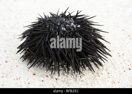 Burrowing Mare Urchin Echinometra Mathaei lavato su Jambiani Beach, Zanzibar Foto Stock