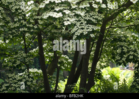 Cornus kousa, corniolo, sanguinello fioritura Foto Stock