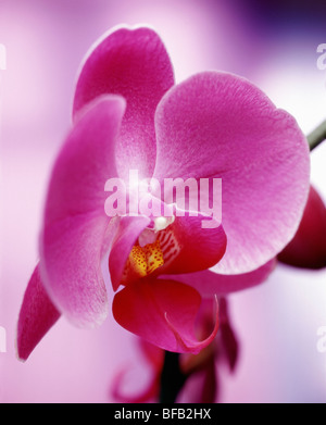 Phalaenopsis, orchidea, Moth orchid Foto Stock