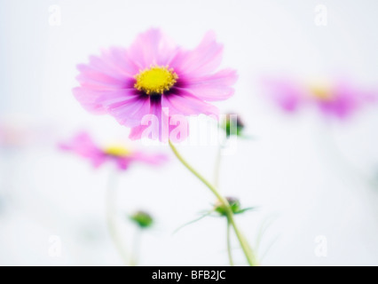 Cosmos bipinnatus, Cosmos flower pink Foto Stock