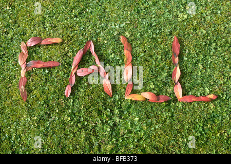 Parole di foglia Foto Stock