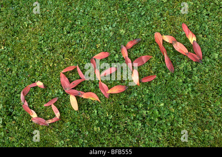 Parole di foglia Foto Stock