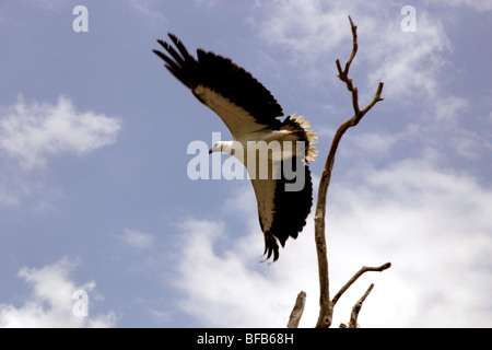 Bianco-gonfiato aquila del mare di prendere il volo, Territorio del Nord, l'Australia Foto Stock