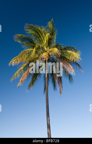 Vacanze, ferie, lontano nord, Queensland, Australia, Port Douglas, tropicali, estate, Palm tree alberi, cielo chiaro, blu Foto Stock