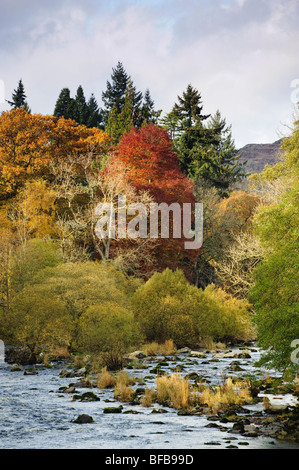 I colori autunnali nel fiume Wye Valley vicino a Rhayader, ottobre pomeriggio, mid Wales UK Foto Stock