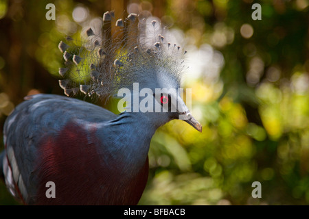 Victoria incoronato Pigeon, Goura victoria, Foto Stock