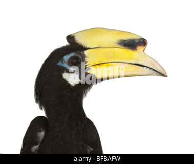 Oriental Pied Hornbill, Anthracoceros albirostris Foto Stock