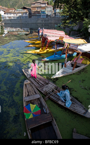 Donne paddling una shikara (tradizionale barca). Dal Lago. Srinagar. Il Kashmir. India Foto Stock