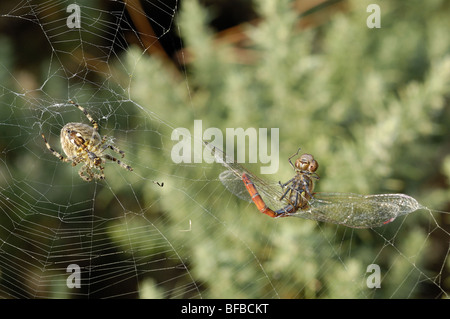 Giardino spider,( araneus diadematus), con la preda di comune darter dragonfly, (sympetrum spp ) Foto Stock