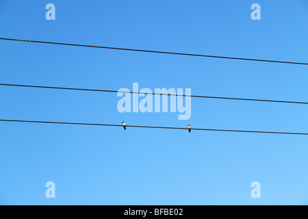 Due rondini seduti sui fili del telefono e un luminoso cielo blu, Hampstead Norreys, Berkshire Foto Stock