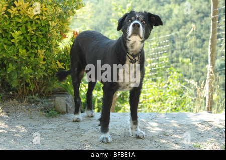 Mongrel dog sull'avviso. Foto Stock