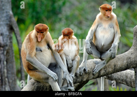 Gruppo familiare di proboscide scimmie (Nasalis larvatus) femmine e giovani seduti sui rami, Labuk Bay, Sabah, Malesia, Borneo Foto Stock