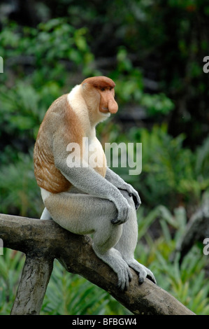 Proboscide di scimmia (Nasalis larvatus) o Long-Nosed scimmia, maschio dominante seduta sul tronco, Labuk Bay, Sabah, Malesia, Borneo Foto Stock