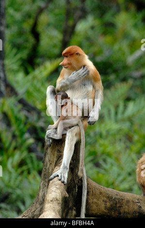 Proboscis Monkeys (Nasalis Larvatus) o scimmia a becco lungo, Female & Blue-Face Baby, Labuk Bay, Sabah Malesia Borneo Foto Stock