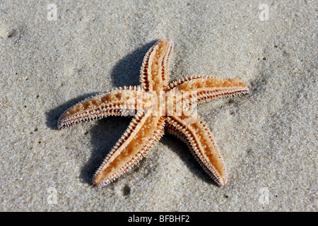 Mare del Nord a stella, Asterias vulgaris, intrecciato capovolto,sulla spiaggia, Lavalette, New Jersey Foto Stock