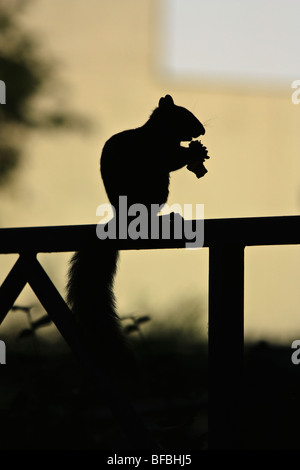 Silhouette di una folta-tailed scoiattolo contenimento di cibo nelle zampe Foto Stock