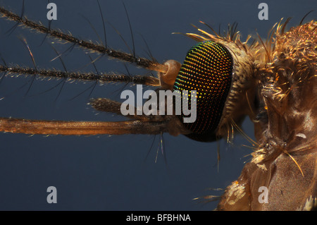 La testa di una zanzara Culex pipiens presa attraverso un microscopio Foto Stock