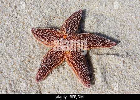 , Bloccati sulla spiaggia, Lavalette, New Jersey Foto Stock