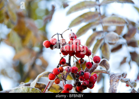 Congelati a Rowen bacche su una fredda mattina di autunno Foto Stock