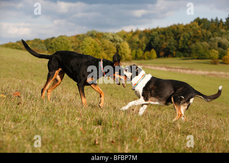 Razza cane (Canis lupus f. familiaris), dieci anni Dobermann femmina di razza mista cane e dodici anni femmina corto-h Foto Stock