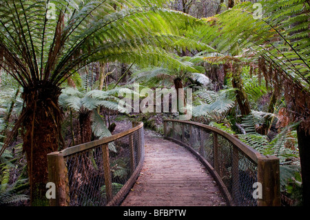 Una foresta di pioggia passeggiata tra Dicksonia Antarctica felci nel campo di montaggio National Park, la Tasmania Foto Stock