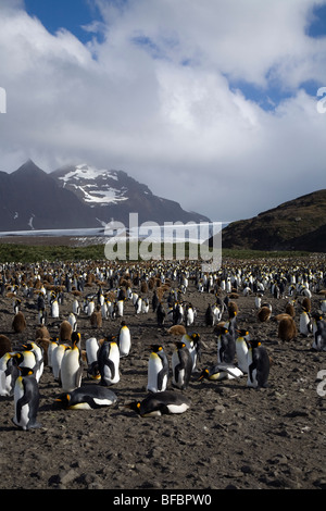 Re colonia di pinguini di fronte del ghiacciaio di Lucas, Salisbury Plain, Isola Georgia del Sud Foto Stock