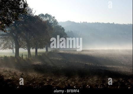 Il pupazzo di neve fredda mattina presto sole che splende attraverso gli alberi Foto Stock