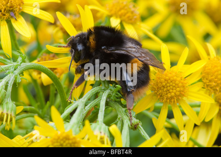 Buff-tailed Bumblebee, Bombus terrestris, appena emerse regina Foto Stock