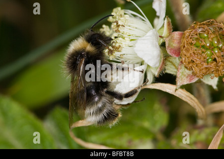 Forest Cuckoo Bumblebee, Bombus sylvestris, sul fiore di rovo Foto Stock