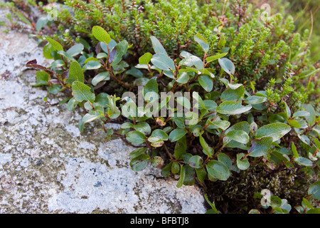 Almeno Willow Mountain, Salix herbacea Foto Stock