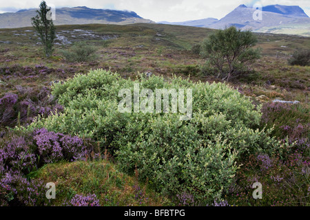 Eared Willow Salix aurita Foto Stock