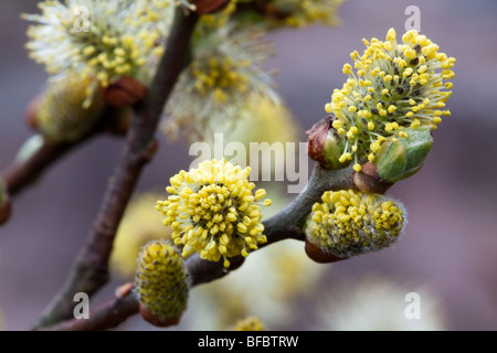 Eared Willow Salix aurita, amenti maschili Foto Stock