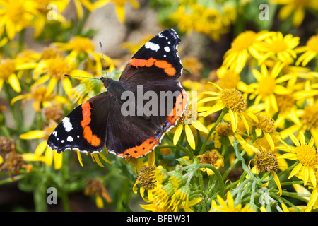 Red Admiral, Vanessa Atalanta, su erba tossica Foto Stock