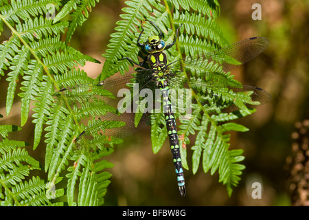 Southern Hawker Dragonfly, Aeshna cyanea Foto Stock