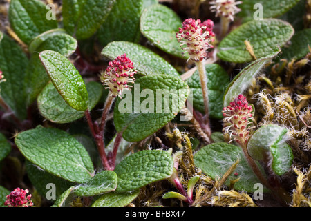 Net-lasciato Willow, Salix reticulata, amenti maschili Foto Stock