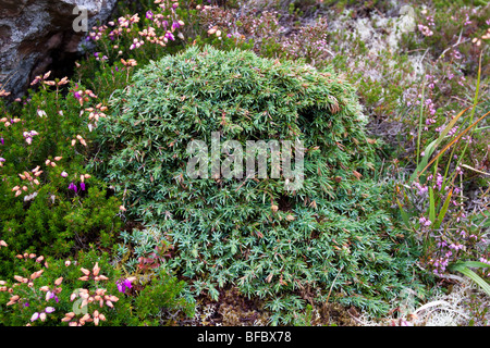 Prostrati Ginepro Juniperus communis nana Foto Stock