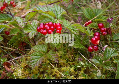 Pietra di bacche di rovo, Rubus saxatilis, Foto Stock